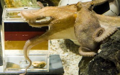 Caracatita Paul a ales , Spania campioana mondiala